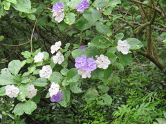 Brunfelsia australis