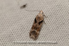 Caryocolum blandella
