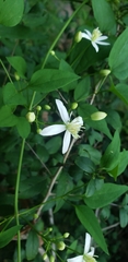 Clematis terniflora