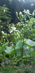 Clematis terniflora