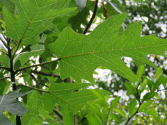 Vasconcellea quercifolia