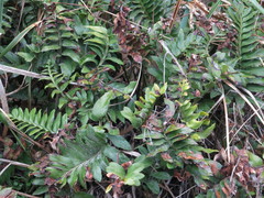 Asplenium obtusatum