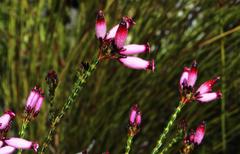Erica cristata