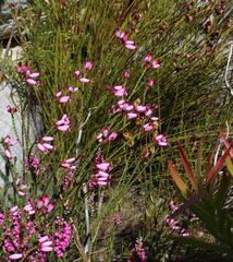 Erica cristata