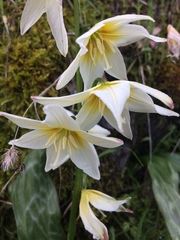 Erythronium multiscapideum