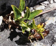 Teedia lucida