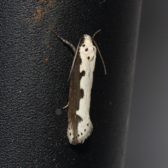 Ethmia bipunctella