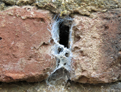 Loxosceles amazonica