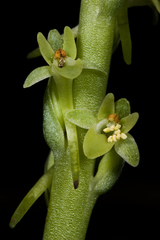 Platanthera michaelii