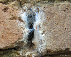 Loxosceles amazonica