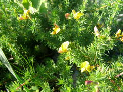 Aspalathus retroflexa retroflexa