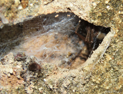 Loxosceles amazonica