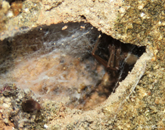 Loxosceles amazonica