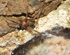 Loxosceles amazonica