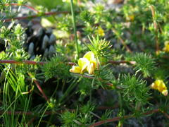 Aspalathus retroflexa retroflexa