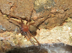 Loxosceles amazonica