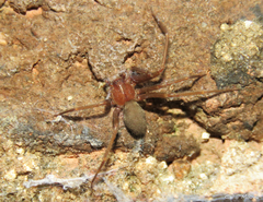 Loxosceles amazonica
