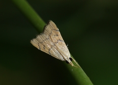 Ptychopseustis plumbeolinealis