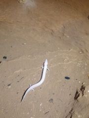 Proteus anguinus anguinus