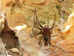 Loxosceles amazonica