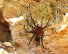 Loxosceles amazonica