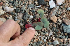 Oxalis psammophila