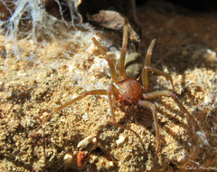 Loxosceles amazonica