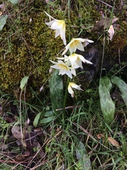 Erythronium multiscapideum