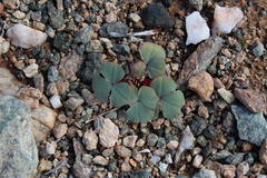 Oxalis psammophila