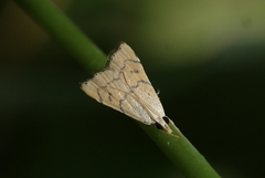 Ptychopseustis plumbeolinealis