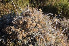 Helichrysum revolutum