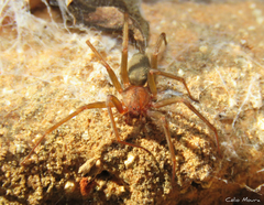 Loxosceles amazonica