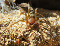 Loxosceles amazonica