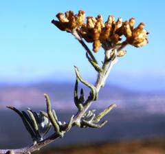 Helichrysum revolutum
