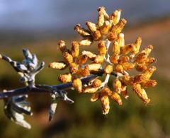 Helichrysum revolutum