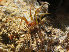 Loxosceles amazonica