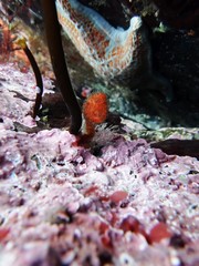 Boltenia villosa