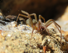 Loxosceles amazonica