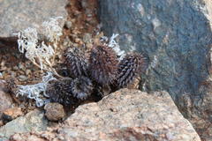 Acanthopsis disperma