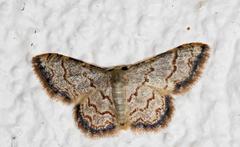 Idaea sublimbaria