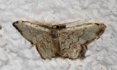 Idaea sublimbaria