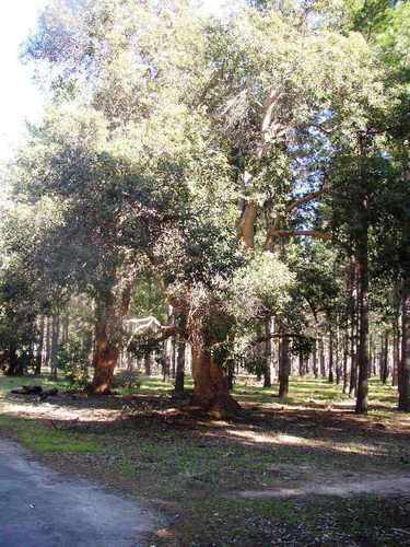 Corymbia ficifolia