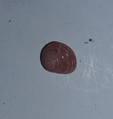 Homalopoma sanguineum