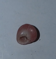 Homalopoma sanguineum