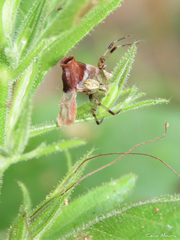 Misumenops maculissparsus