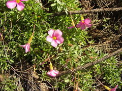 Oxalis glabra