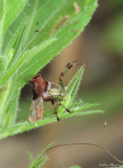 Misumenops maculissparsus