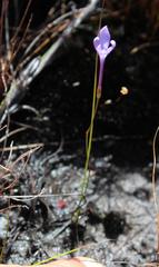 Thereianthus juncifolius