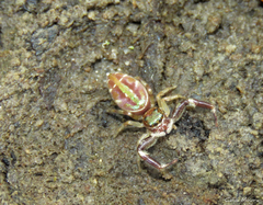 Lurio conspicuus