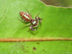 Lurio conspicuus